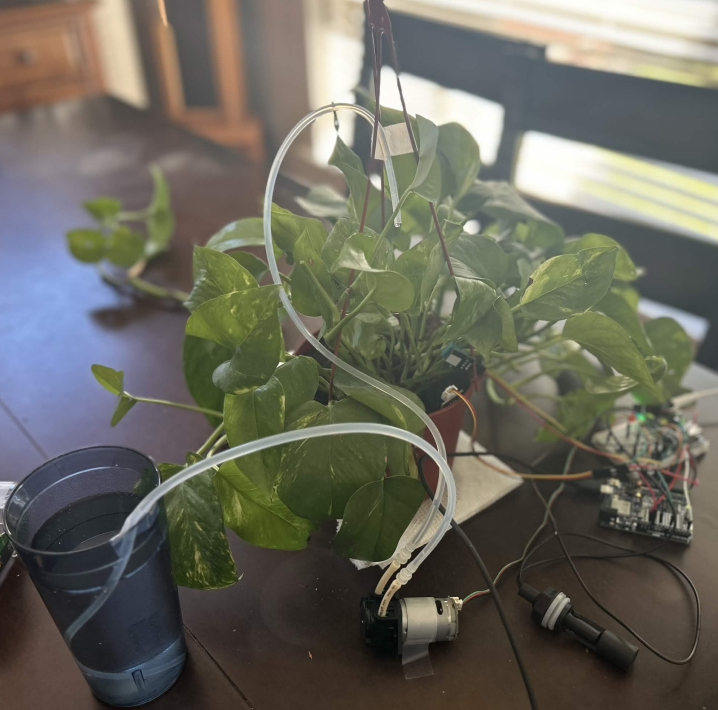 Plant with sprout